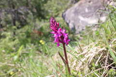 Geflecktes Knabenkraut (Orchidee)